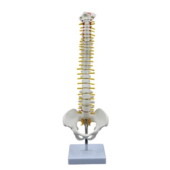 co231 Модел на гръбначния стълб, гръбначния стълб на човека в реален размер за изучаване на анатомията и използване в медицинските лекции
