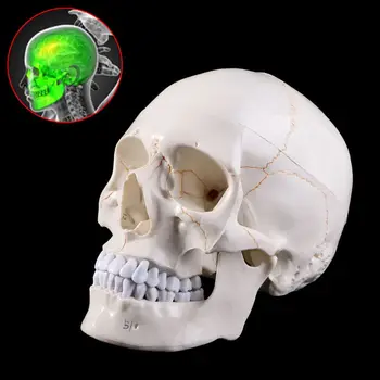 Модел на човешкия череп G5AA в реален размер, Анатомический скелет за здравно обучение по анатомия на Зво